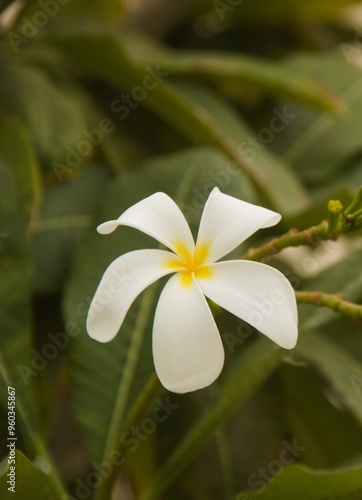 Frangipani is a perennial plant of the genus Plumeria with beautiful white and yellow flowers. Is an ornamental flower planted in homes and parks considered to be the queen of tropical trees.