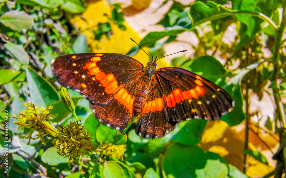 Tropical butterfly on flower plant in forest and nature Mexico. Tropical butterfly on flower plant in forest and nature Mexico.