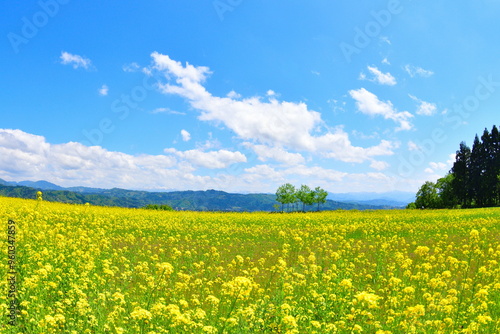 山本山高原の菜の花（新潟県）
