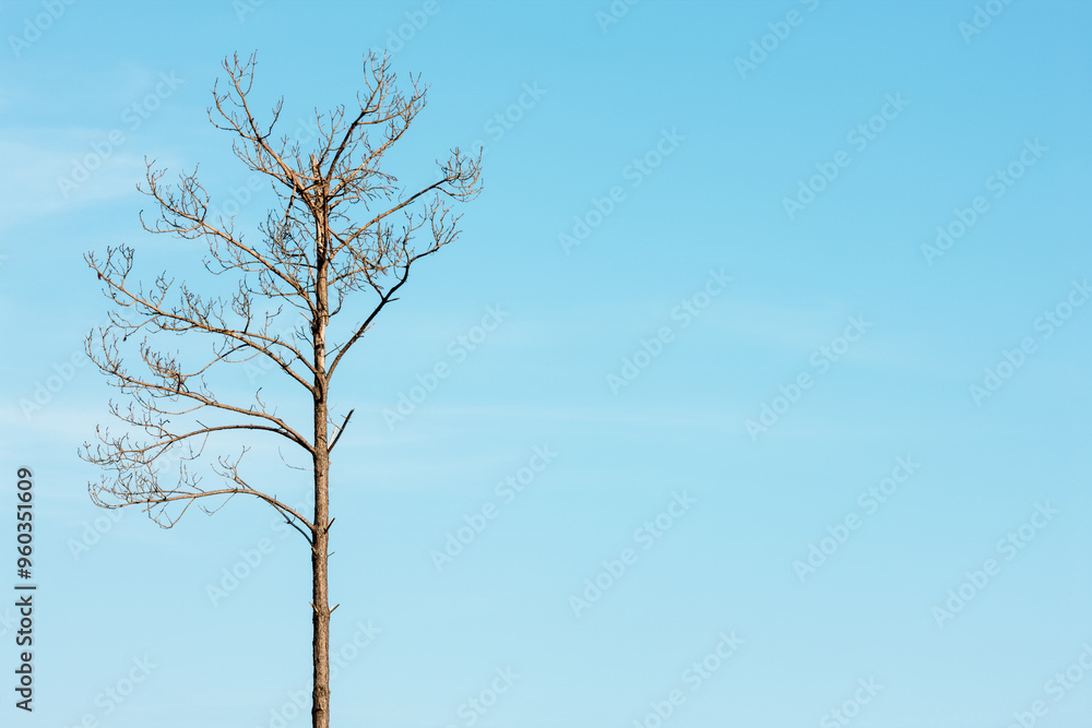 A lone dead tree stands against the blue sky within Gulf State Park, Gulf Shores, Alabama A lone dead tree stands against the blue sky within Gulf State Park, Gulf Shores, Alabama