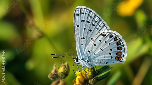 Neozephyrus,a butterfly,beautiful,flying, --ar 16:9 --style raw --v 6.1 Job ID: 36f8e735-ee35-4fd0-a0f7-58f2f097c490 photo