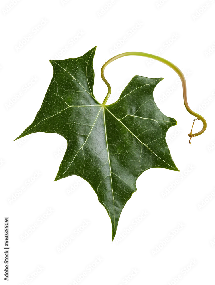 Fototapeta premium Green ivy leaf with shiny surface isolated on transparent background