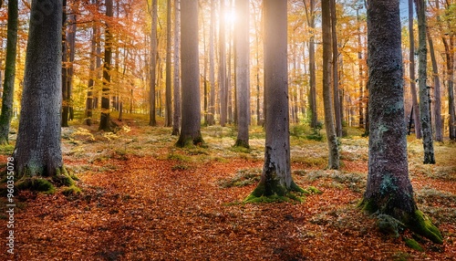 A stunning view of a dense forest with towering trees and a carpet of colorful autumn leaves, creating a magical, enchanting scene