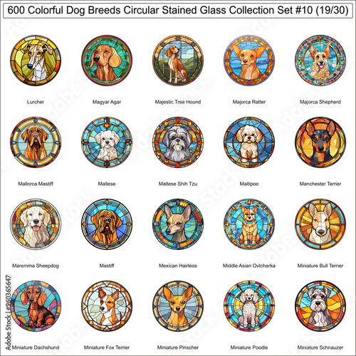 Colorful Dog Breeds Circular Stained Glass Dogs Bundle Collection Set 10 of 600 Dog Faces Isolated Part 19