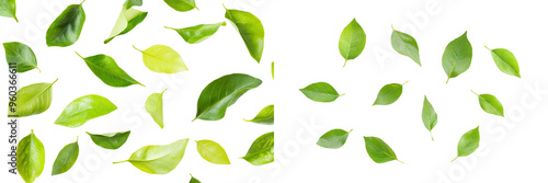 Slice of lime on background with green leaves, citrus summer fruit and food preparation.