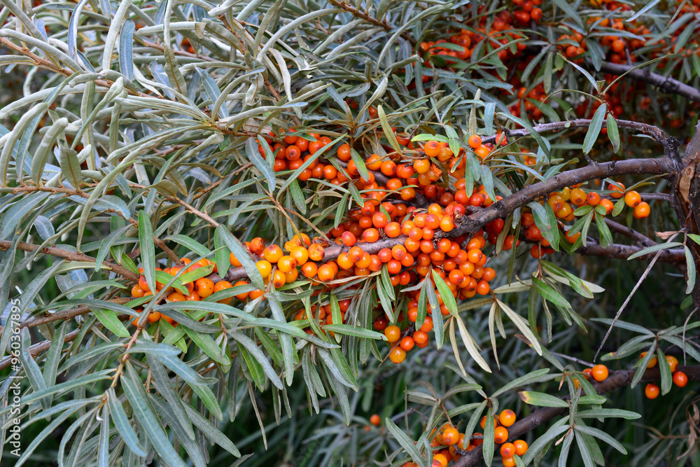 Fototapeta premium a branch of sea buckthorn tree with many orange berries on it 