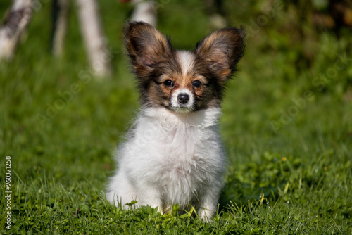 small white sable Papillon Chihuahua puppy Toya sits in the green grass in the garden photo