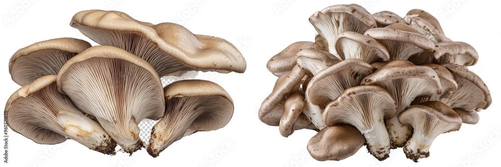 Isolated Oyster or trumpet mushrooms with high nutrition and protein content. Isolated Oyster or trumpet mushrooms with high nutrition and protein content.