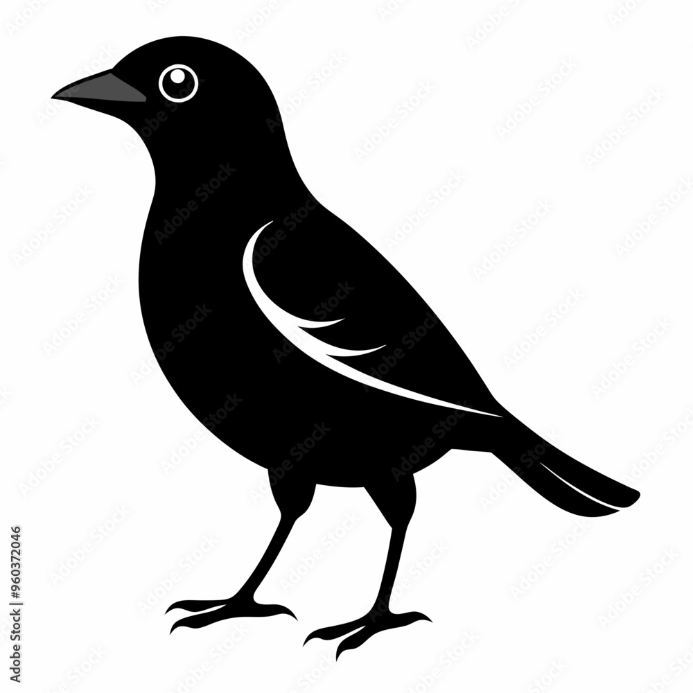 Obraz premium Myna Black silhouette