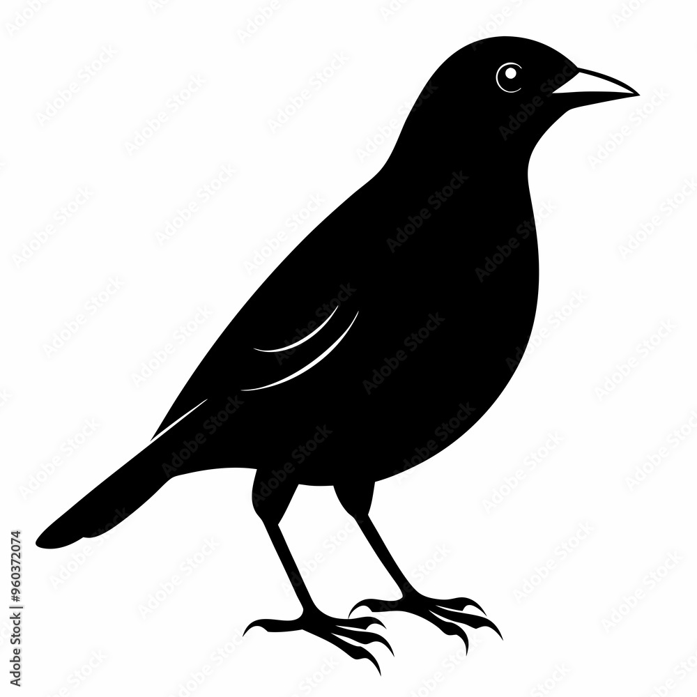 Obraz premium Myna Black silhouette