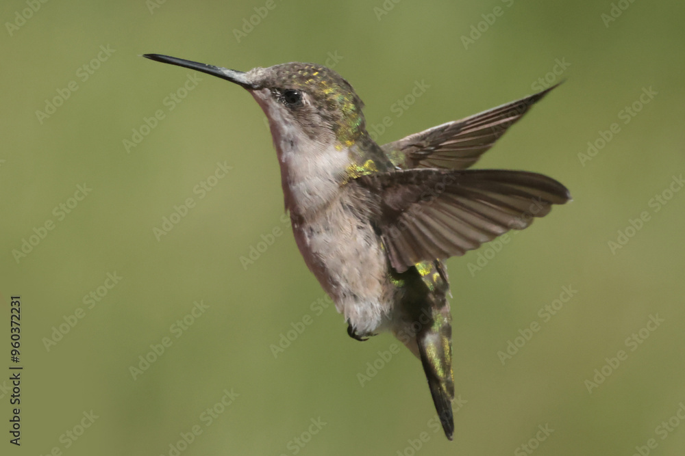 Fototapeta premium Ruby Throated Hummingbird female in late summer with diminished plumage irradescence