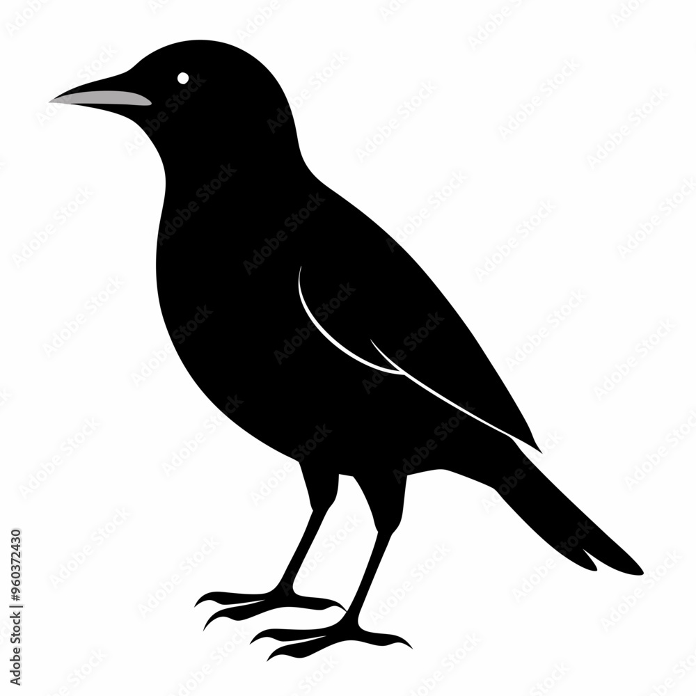 Fototapeta premium Myna Black silhouette
