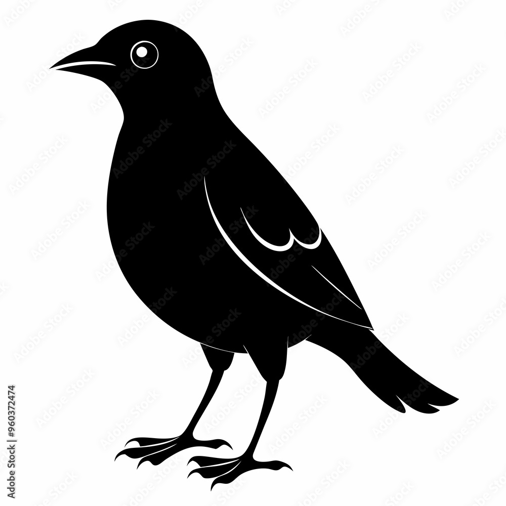 Obraz premium Myna Black silhouette