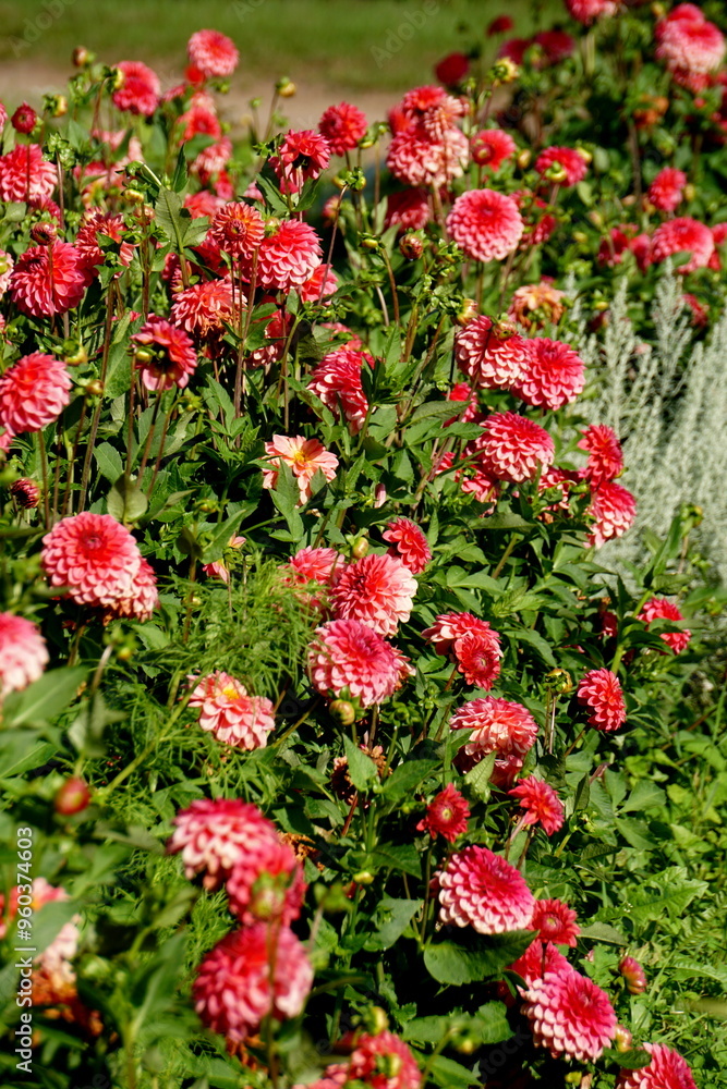 Lilac purple decorative dahlia in the garden. Blossoming pink dahlias, floral background Lilac purple decorative dahlia in the garden. Blossoming pink dahlias, floral background