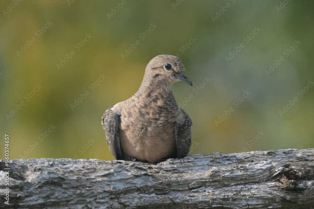 Juvenile Mourning Doves on branch in late summer Juvenile Mourning Doves on branch in late summer