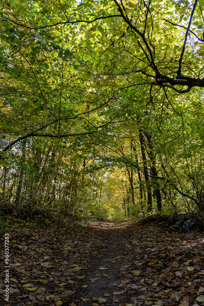 Naklejka premium Dirt road in the autumn forest