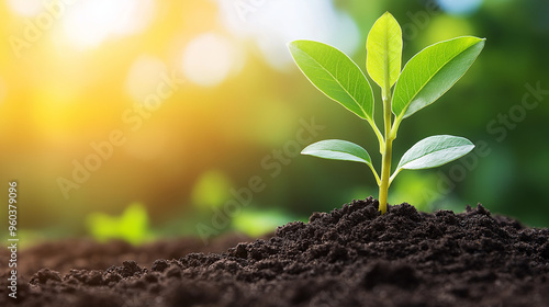 young green plant in soil