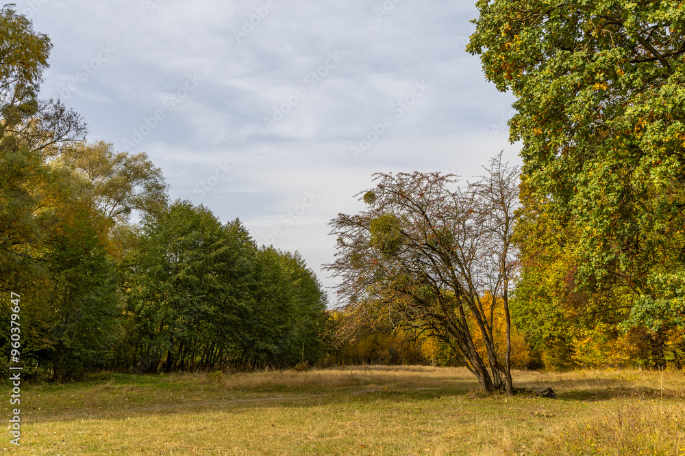 Fototapeta premium Sunny meadow in the autumn forest