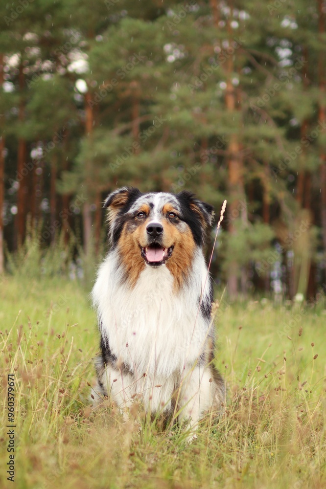 australian shepherd sits on the meadow with forest in background and rains australian shepherd sits on the meadow with forest in background and rains