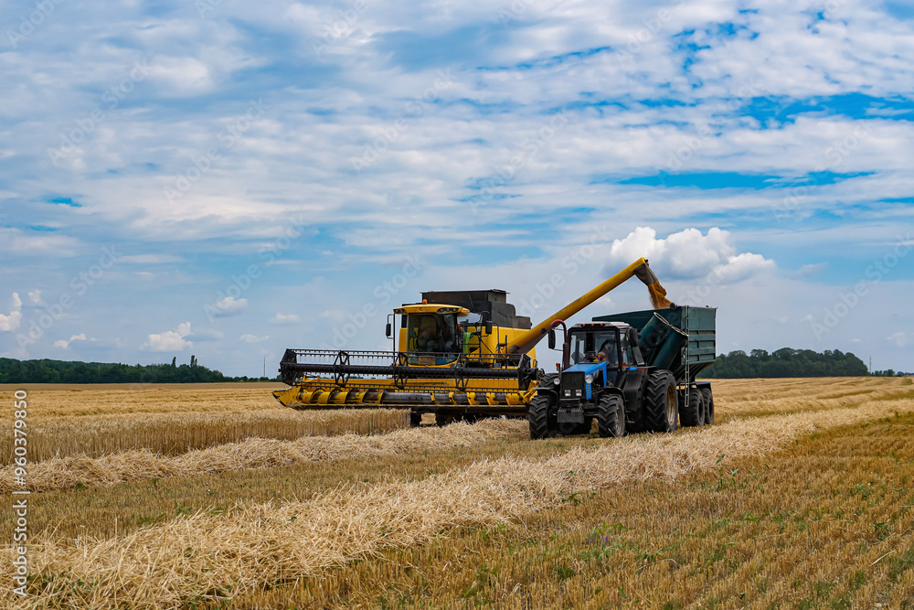 Fototapeta premium Harvesting wheat with combine and tractor in wide open fields. A combine harvester and tractor work together to gather wheat under a bright sky