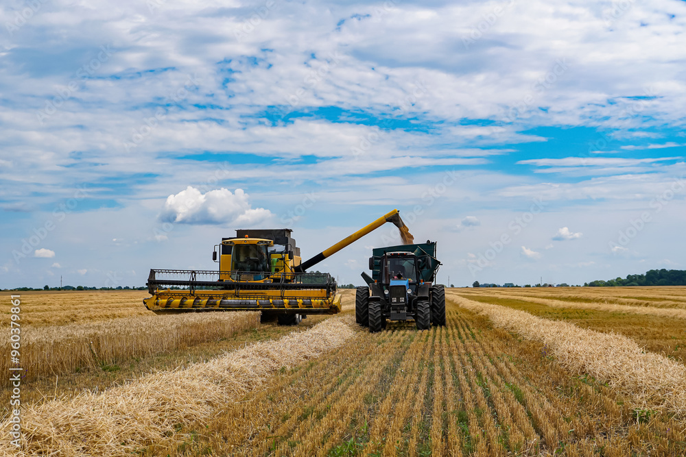 Obraz premium Harvesting machinery working in golden fields under a blue sky. Large harvesting equipment operates efficiently in golden fields during the day