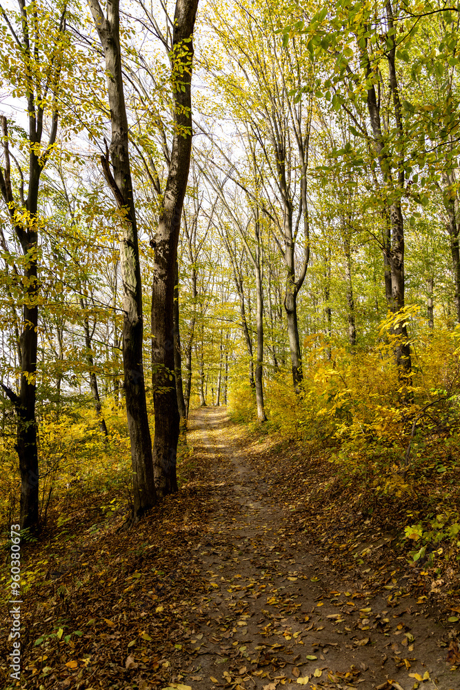 Autumn forest in the sunny day Autumn forest in the sunny day