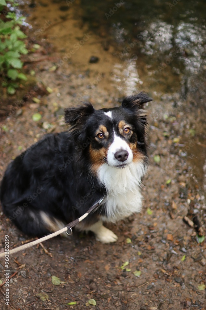 tricolor australian shepherd is on a walk by the river tricolor australian shepherd is on a walk by the river