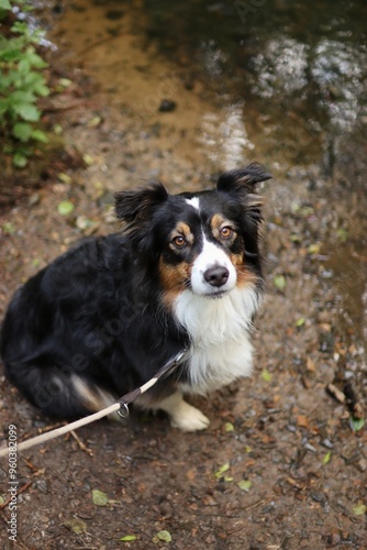 tricolor australian shepherd is on a walk by the river