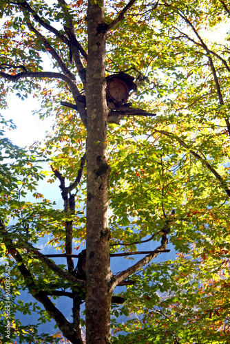 Maçahel, an important region for organic honey production, Artvin, Turkey photo