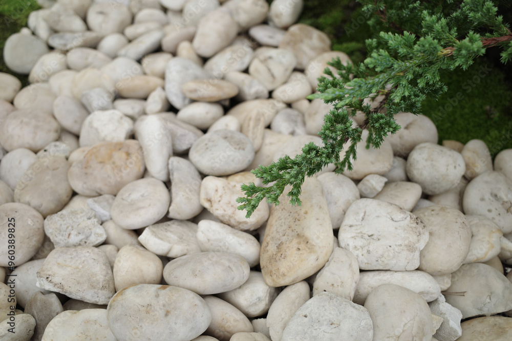 Green treetops and white pebbles in moss garden, white and green nature concept. Green treetops and white pebbles in moss garden, white and green nature concept.