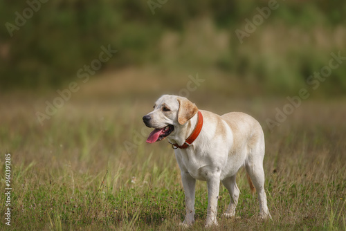 dog labrador retriever fawn color in nature..