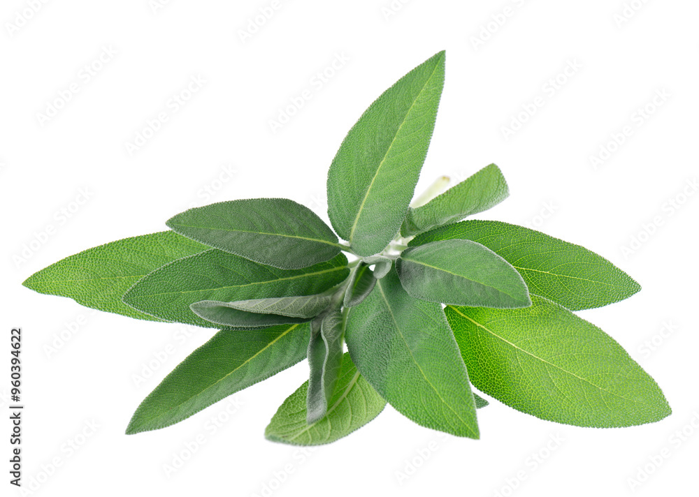 Fresh sage herb isolated on white background. Salvia Officinalis leaves. Medicinal and culinary herb. Clipping path. Fresh sage herb isolated on white background. Salvia Officinalis leaves. Medicinal and culinary herb. Clipping path.