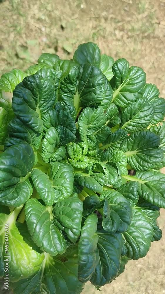 fresh green Brassica narinosa fresh green Brassica narinosa