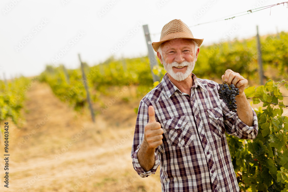 Fototapeta premium Cheerful elderly man with a straw hat stands in a sunlit vineyard, proudly holding a bunch of grapes and giving a thumbs-up in the afternoon