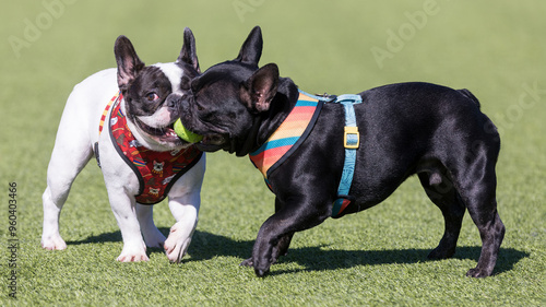 Canvas Print Two French Bulldogs playing with a ball