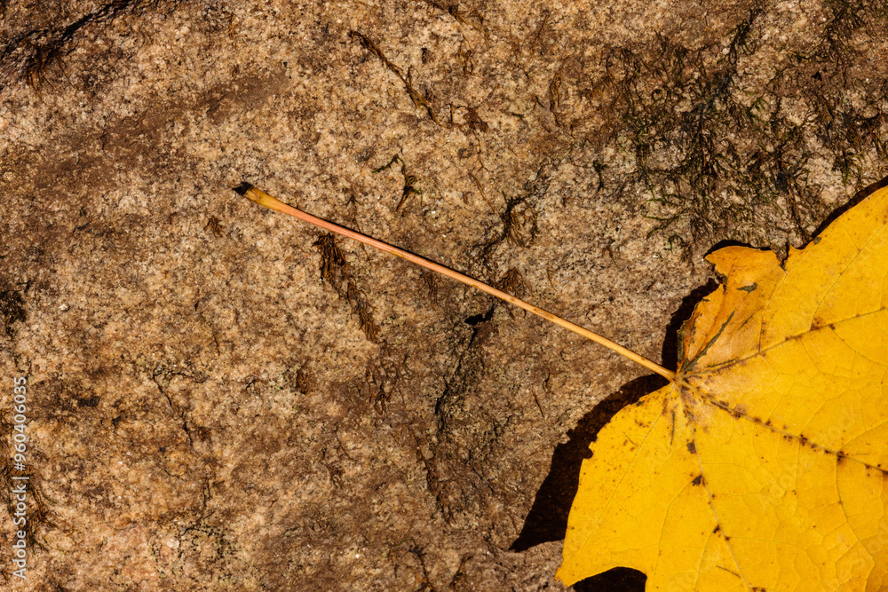 Ταπετσαρία An overhead close-up view of the petiole and partial maple leaf, yellow in autum