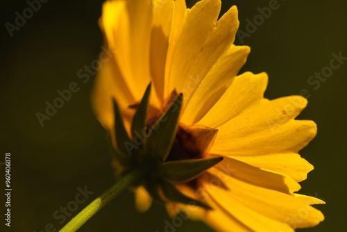 Looking at the back side of the sunlit Coreopsis at Kohler Andrae State Park, Sheboygan, Wisconsin in late June photo