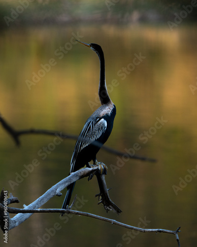 Bird - Indian Darter or Snakebird. A close up image i got to capture of the indian dater or the snakebird on my trip to Ranthambore photo