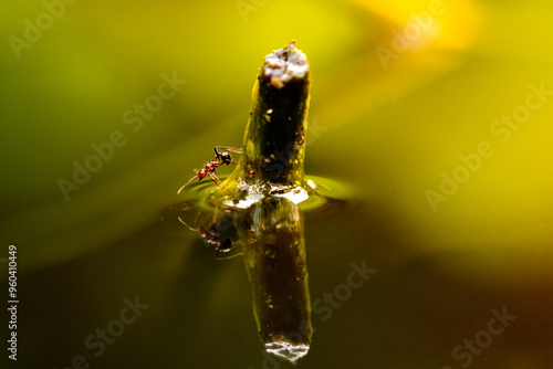 The insect in your image is a leafcutter ant. These ants are known for their behavior of cutting leaves and carrying them back to their nests. Found in tropical and subtropical areas photo