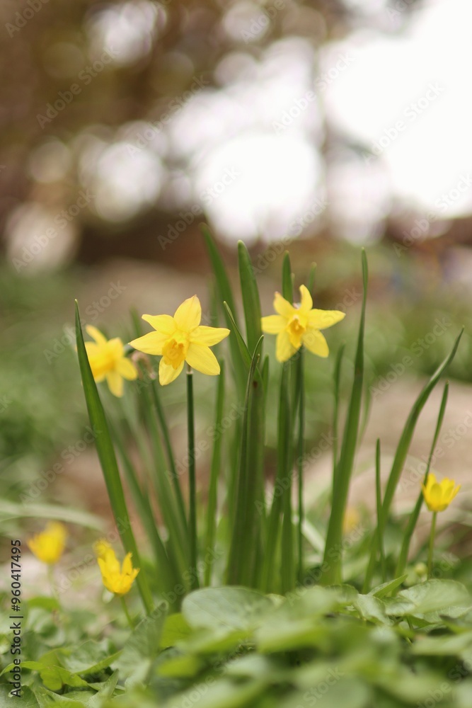 Obraz premium blooming narcissus plants in the garden in spring