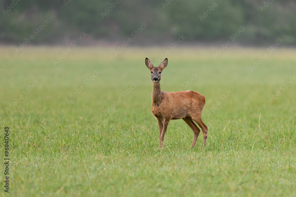 Deer looks at you II