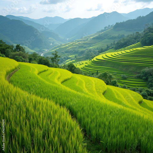 Terraced rice field in harvest season 