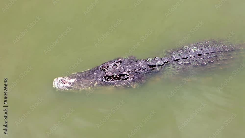 Crocodile floating in water Crocodile floating in water