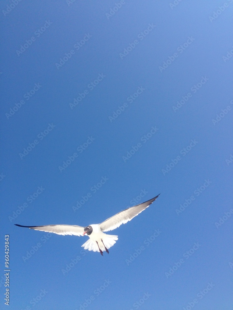 Obraz premium Sunlight Seagull Low