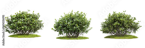 Set of A lush green bush with dense foliage, perfectly Isolated on Transparent Background