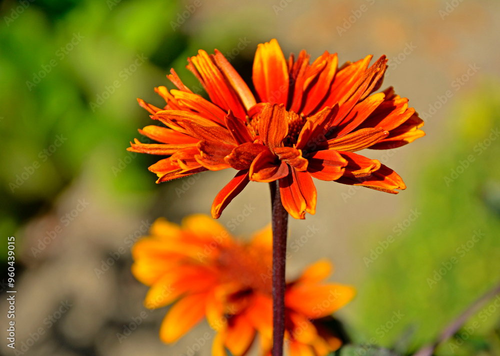 Słoneczniczek szorstki odmiana 'Fire Twister’ (Heliopsis helianthoides), bylina ogrodowa, rough oxeye, smooth oxeye, false sunflower