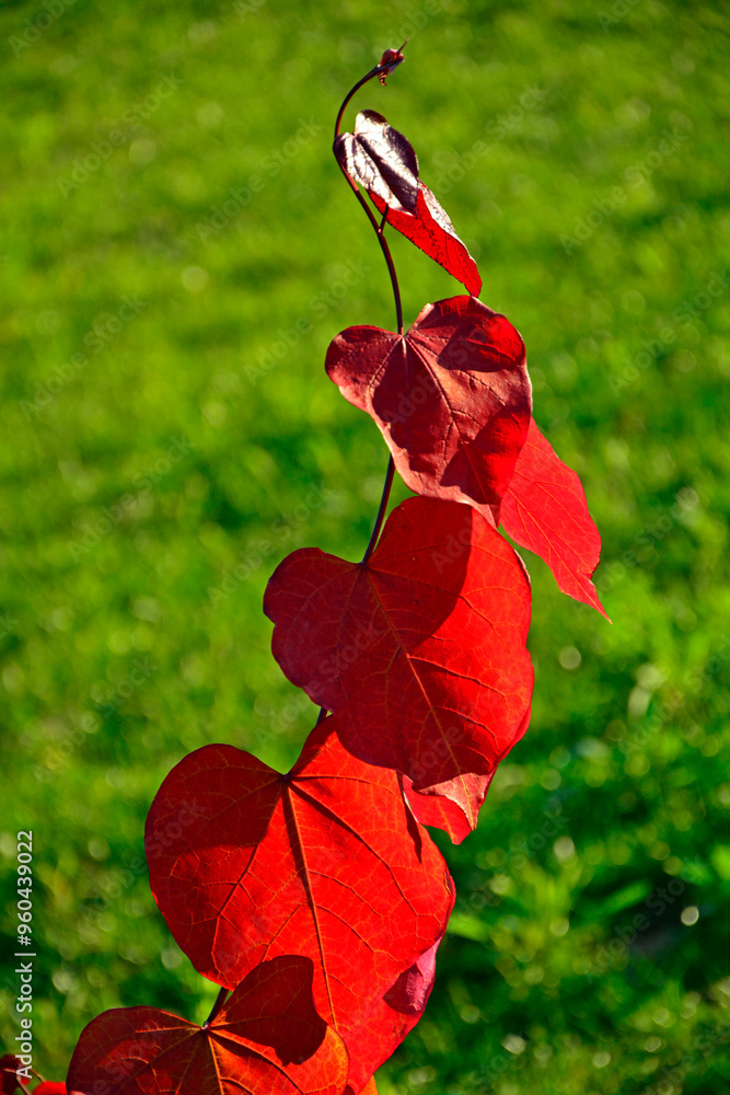 czerwone liście jesienne w słońcu, judaszowiec kanadyjski ETERNAL FLAME, red autumn leaf in the sun backlight, Cercis canadensis, judaszowiec, Redbud tree with red heart shaped leaves in autumn