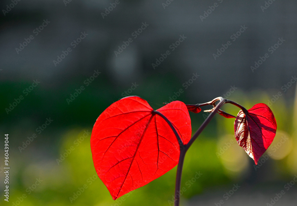 czerwony, jesienny liść judaszowca w słońcu, judaszowiec kanadyjski ETERNAL FLAME, red autumn leaf in the sun backlight, Cercis canadensis, judaszowiec, Redbud tree with red heart shaped leaves