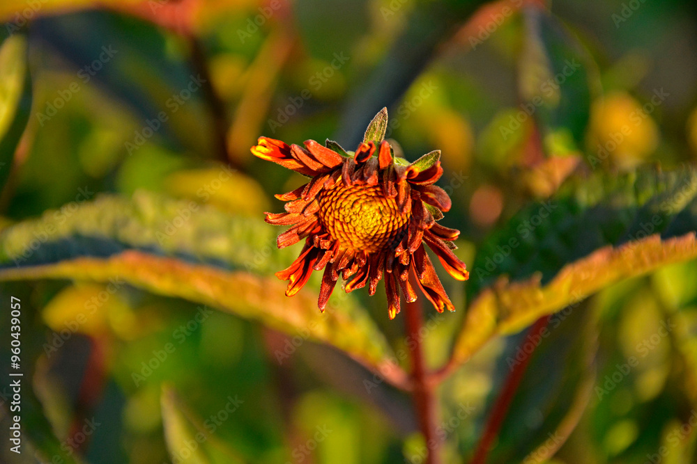 kwiat słoneczniczka w paku, słoneczniczek szorstki odmiana 'Fire Twister’ (Heliopsis helianthoides), bylina ogrodowa, rough oxeye, smooth oxeye, false sunflower