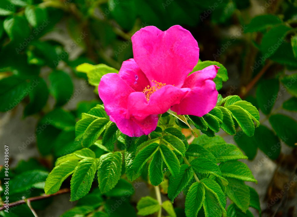 Róża pomarszczona, róża fałdzistolistna, róża japońska, Rosa rugosa, różowa dzika róża rosnąca na piaszczystej wydmie nadmorskiej, pink wild rose growing on a sandy seaside dune